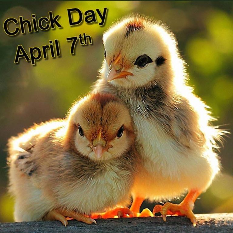 Chick Day The Poultry Event Of The Year! Old Mill Feed & Garden